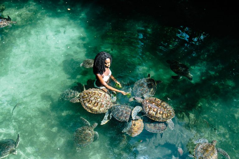 Best Zanzibar Turtle Sanctuary Swim With Turtles