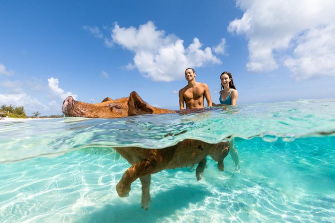 swim with pigs nassau bahamas