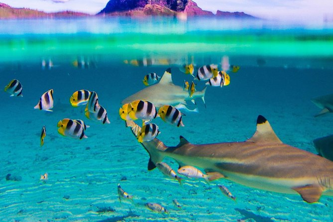 bora bora lagoon tour