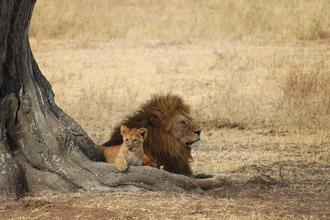 zanzibar safari tour