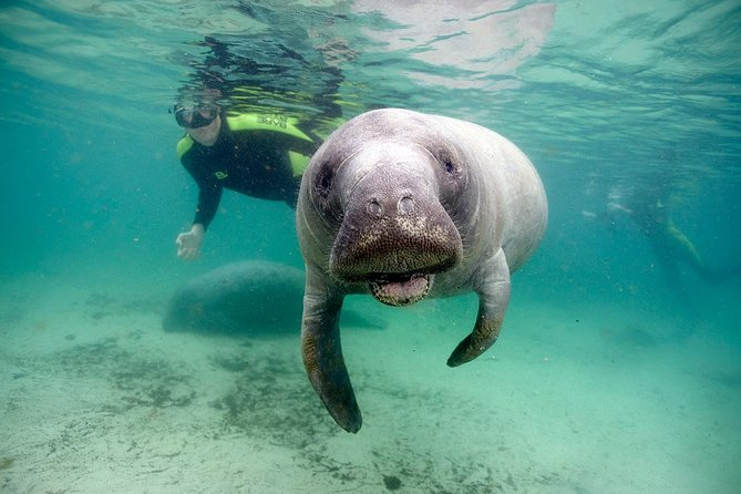 Manatee tours orlando